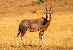 Blesbok