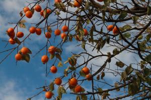 Asian persimmon