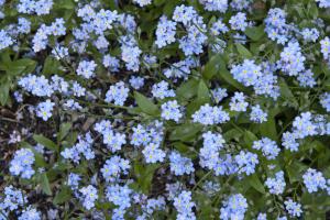 Forget-me-not