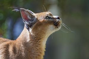 Caracal