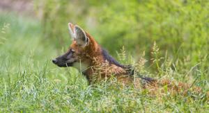 Maned wolf