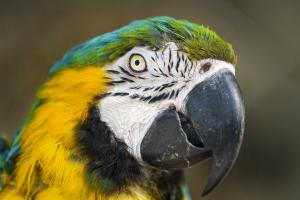 Macaw