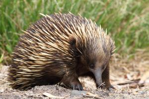 Echidna