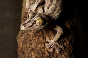 Mossy leaf-tailed gecko