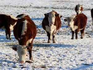 Hereford cattle