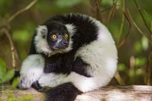 Ruffed lemur