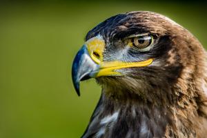 Steppe eagle