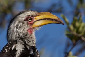 Southern yellow-billed hornbill