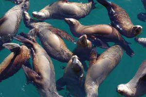 California sea lions