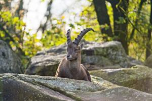 Steinbock