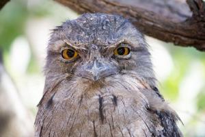 Tawny frogmouth