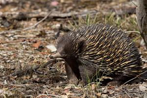 Short-beaked echidna