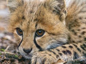 Cheetah cub