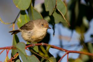 Buff-rumped thornbill