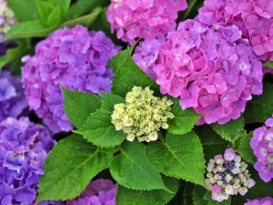 Hortensias