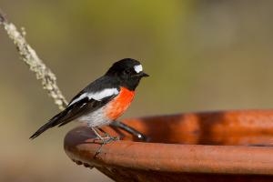 Scarlet robin