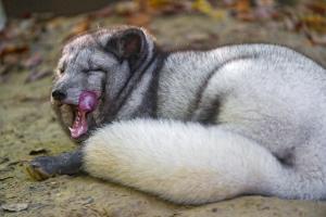 Arctic fox