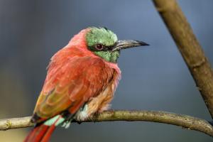 Northern carmine bee-eater