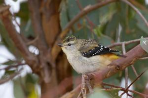 Spotted pardalote