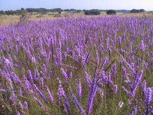 Blazing star