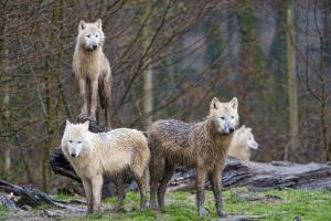 Arctic wolf