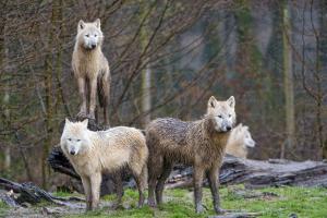 Arctic wolf