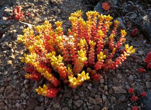 Sedum divergens