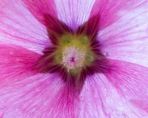 Alcea rosea