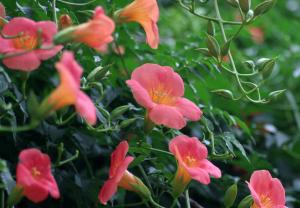 Chinese Trumpet Vine