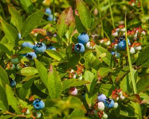 Vaccinium stenophyllum