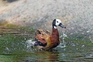 Madagascan pochard