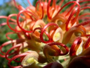 Grevillea