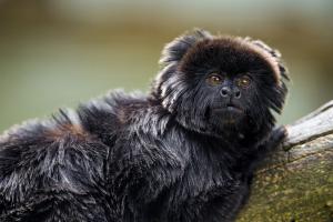 Goeldi's marmoset