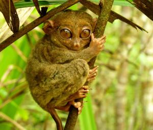 Tarsier