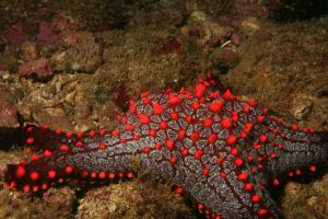 Estrella de mar