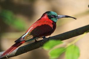 Bee-eater