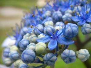 Aquatic plant