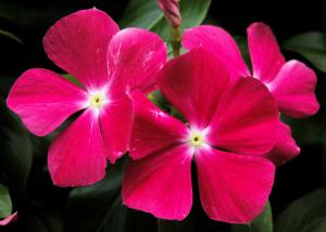 Madagascar periwinkle