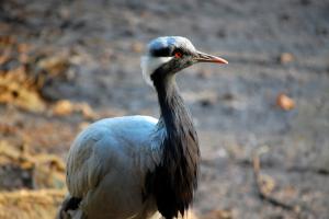 Demoiselle crane