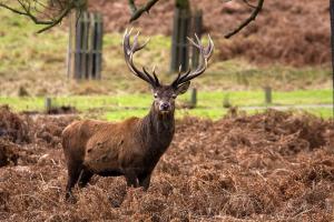 Red deer