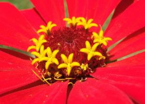 Zinnia