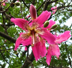 Silk floss tree