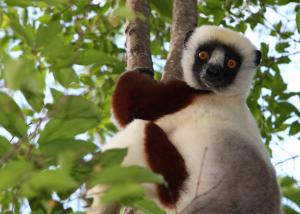 Sifaka