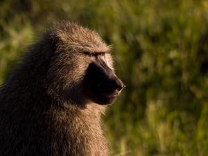 Olive baboon