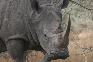 Black rhinoceros