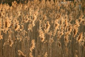 Phragmites