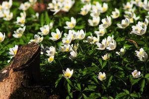 Anémona de bosque