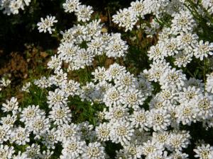 Evergreen candytuft