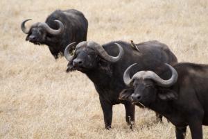 African buffalo