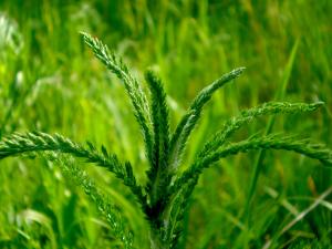 Common yarrow